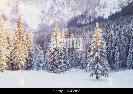 Incantevole paesaggio invernale con la neve e di abeti Foto Stock