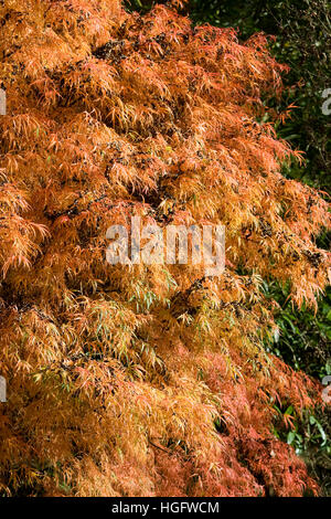 Acer palmatum 'Koto no ito' le foglie in autunno. Foto Stock