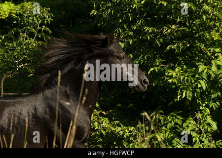 Canadian cavallo razza rara Ontario Canada animale Foto Stock