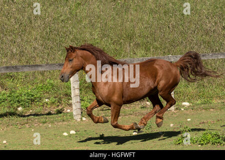 Cavallo Canadesi in via di estinzione in Canada Ontario rara esecuzione Foto Stock