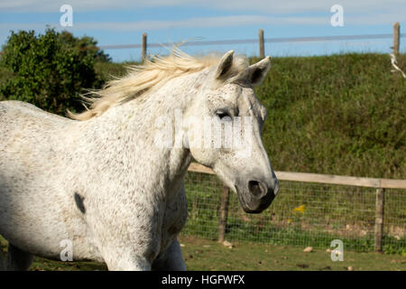 Cavallo Canadesi in via di estinzione in Canada Ontario rara esecuzione Foto Stock