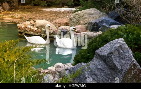 Wild coppia di bellissimi cigni bianchi galleggianti sulla superficie blu di un bellissimo laghetto. Foto Stock