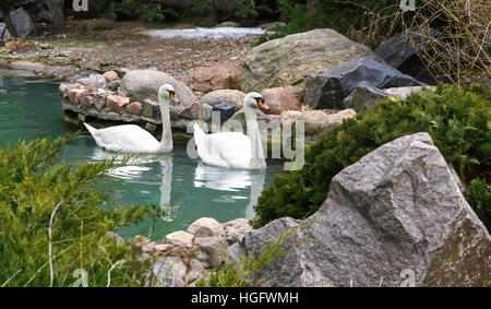 Wild coppia di bellissimi cigni bianchi galleggianti sulla superficie blu di un bellissimo laghetto. Foto Stock