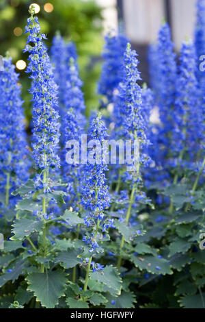 Plectranthus thyrsoideus. Fioritura bush coleus crescono in un ambiente protetto. Foto Stock