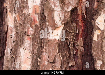 Kotschy's gecko (Cyrtopodion kotschyi) mimetizzata su un tronco di albero fotografato in Israele nel dicembre Foto Stock