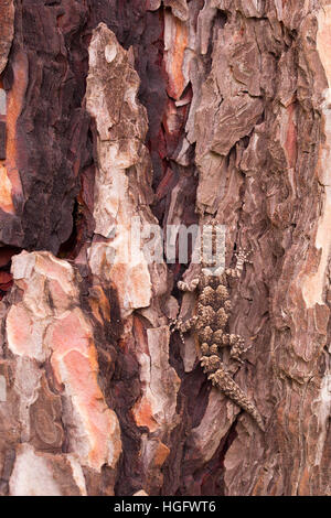 Kotschy's gecko (Cyrtopodion kotschyi) mimetizzata su un tronco di albero fotografato in Israele nel dicembre Foto Stock