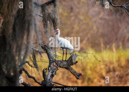 Un bianco (ibis Eudocimus albus) arroccato lungo il Myakka River nel sud della Florida. Foto Stock