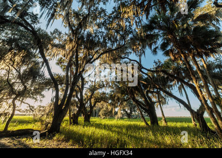 Alberi di quercia con muschio Spagnolo durante l ora d'oro vicino Myakka River in Myakka River State Park, Sarasota, Florida Foto Stock