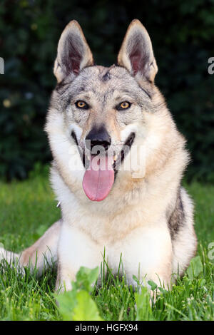 Bella grigio wolfdog cecoslovacco seduto nell'erba. Foto Stock