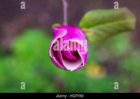 Burgeon dell albero di magnolia in giardino di primavera Foto Stock