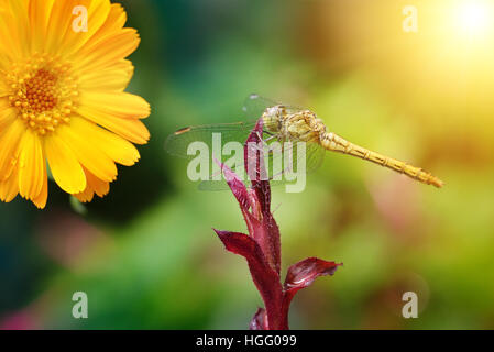 Grandi dragonfly illuminata dal sole Foto Stock
