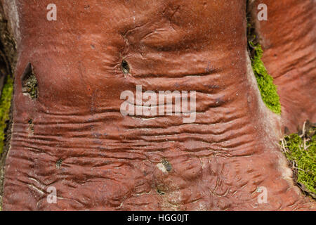 Tronco e corteccia di Arbustus canariensis, close-up Foto Stock