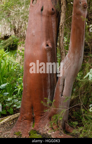 Tronco e corteccia di Arbustus canariensis Foto Stock