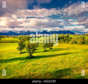 Colorato paesaggio islandese con campo di erba verde in giugno. Mattina di sole sulla costa ovest dell'Islanda, l'Europa. Foto Stock