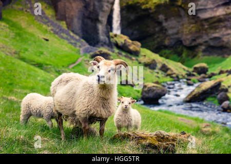 Capra con due tipe su un prato verde. Colorato mattina d'estate in Islanda, l'Europa. Foto Stock