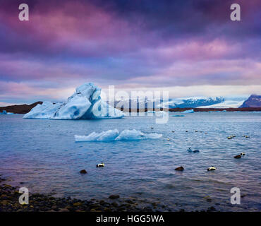 Arctic anatre tra blu Iceberg di Jokulsarlon laguna glaciale. Tramonto colorato in Vatnajokull National Park, sud-est di Islanda Foto Stock