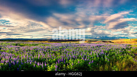 Tipico paesaggio islandese con campo di fiore Fiori di lupino in giugno. Sunny mattinata estiva sulla costa est dell'Islanda Foto Stock