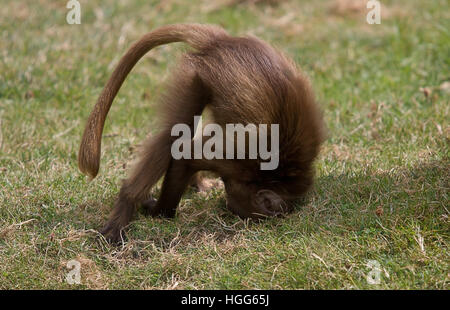 Foto di un giocoso giovane babbuino Gelada Foto Stock