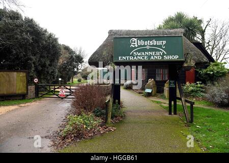 "Influenza aviaria" provoca un numero di decessi di swan a 'Abbotsbury Swannery' in Dorset, Regno Unito Foto Stock