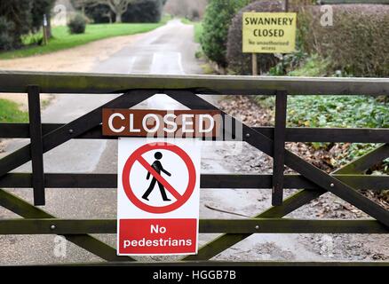 "Influenza aviaria" provoca un numero di decessi di swan a 'Abbotsbury Swannery' in Dorset, Regno Unito Foto Stock