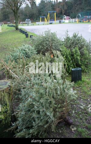 Ascot Berkshire, Regno Unito. 9 gennaio, 2017. Alberi di Natale in attesa di raccolta per il riciclaggio dal consiglio di Windsor. © Andrew Spiers/Alamy Live News Foto Stock