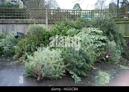 Ascot Berkshire, Regno Unito. 9 gennaio, 2017. Alberi di Natale in attesa di raccolta per il riciclaggio dal consiglio di Windsor. © Andrew Spiers/Alamy Live News Foto Stock