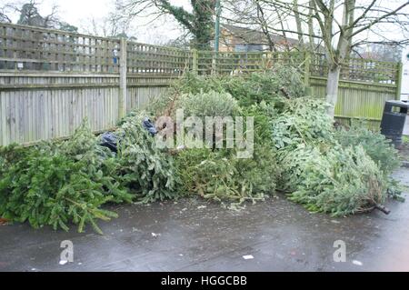Ascot Berkshire, Regno Unito. 9 gennaio, 2017. Alberi di Natale in attesa di raccolta per il riciclaggio dal consiglio di Windsor. © Andrew Spiers/Alamy Live News Foto Stock