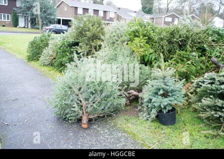 Ascot Berkshire, Regno Unito. 9 gennaio, 2017. Alberi di Natale in attesa di raccolta per il riciclaggio dal consiglio di Windsor. © Andrew Spiers/Alamy Live News Foto Stock