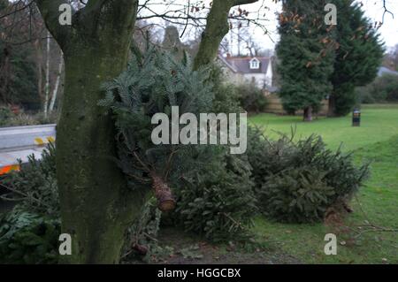 Ascot Berkshire, Regno Unito. 9 gennaio, 2017. Alberi di Natale in attesa di raccolta per il riciclaggio dal consiglio di Windsor. © Andrew Spiers/Alamy Live News Foto Stock