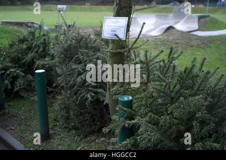 Ascot Berkshire, Regno Unito. 9 gennaio, 2017. Alberi di Natale in attesa di raccolta per il riciclaggio dal consiglio di Windsor. © Andrew Spiers/Alamy Live News Foto Stock