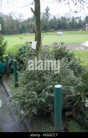 Ascot Berkshire, Regno Unito. 9 gennaio, 2017. Alberi di Natale in attesa di raccolta per il riciclaggio dal consiglio di Windsor. © Andrew Spiers/Alamy Live News Foto Stock