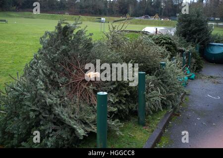 Ascot Berkshire, Regno Unito. 9 gennaio, 2017. Alberi di Natale in attesa di raccolta per il riciclaggio dal consiglio di Windsor. © Andrew Spiers/Alamy Live News Foto Stock