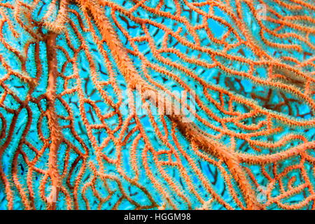 4 novembre 2016 - Mar Rosso, Egitto - Close-up - soft coral giganti di mare o di ventola di gorgonie fan corallo (Subergorgia mollis) Mare Rosso, Sharm El Sheikh, Sinai, Egitto (credito Immagine: © Andrey Nekrasov/ZUMA filo/ZUMAPRESS.com) Foto Stock