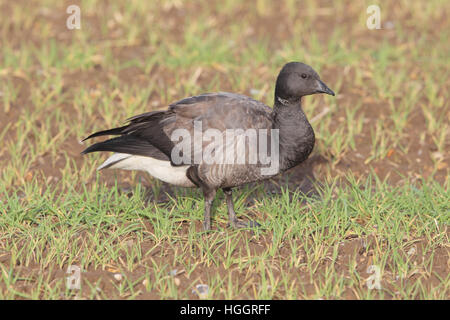 I capretti dark-panciuto Brent Goose (Branta bernicla bernicla) di pascolare su erba in un campo stradale in Norfolk Foto Stock