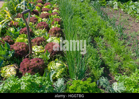 Varietà di lattuga cos e lollo rosso in decorativo ortaggio patch Foto Stock