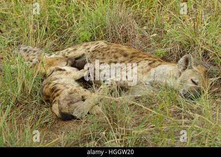 Femmina spotted hyena allattava il cubs Foto Stock