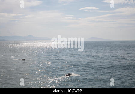 Surfers sguazzare in mare a Biarritz, Francia. Foto Stock