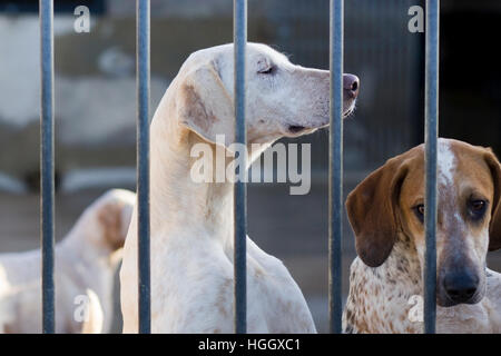 Foxhound nel canile del Nord Cotswold Hunt boxing day si incontrano. Broadway, Foto Stock