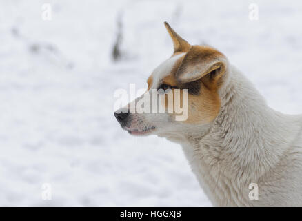 Ritratto di razza mista, flap-eared street cane contro il bianco della neve Foto Stock