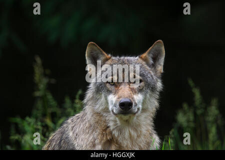 Close up ritratto di solitario Lupo grigio / grigio lupo (Canis lupus) nella foresta in estate Foto Stock