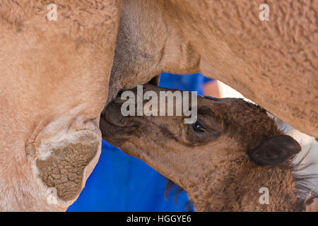 Baby cammello suckles sua madre in Turkestan, Kazakistan. Foto Stock