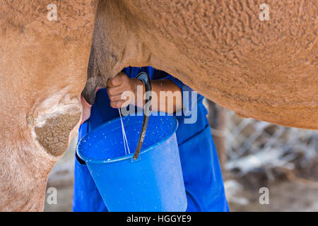 Donna kazaka latti il cammello per fare bere turche di shubat noto anche come chal Foto Stock