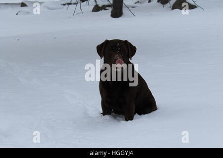 Il laboratorio del cioccolato in snow leccare il suo naso. Foto Stock