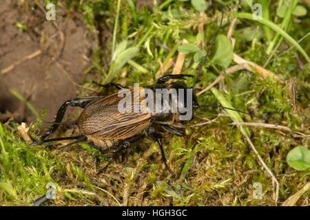 Campo cricket (Gryllus campestris), femmina accanto a tunnel, Baden-Württemberg, Germania Foto Stock