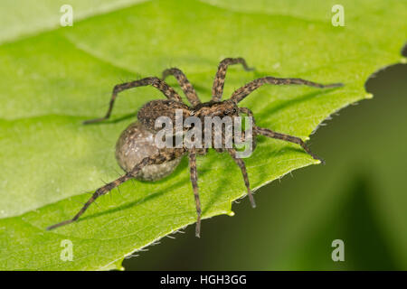 Spotted wolf spider (Pardosa amentata), femmina con uova sac, Baden-Württemberg, Germania Foto Stock