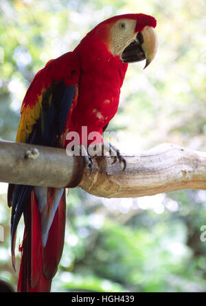 Scarlet Macaw (Ara Macao), noto anche come il Lapa roja, Costa Rica, America Centrale Foto Stock