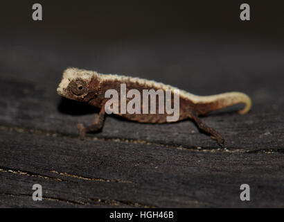 Maschio camaleonte nana (Brookesia micra), uno dei più piccoli rettili nel mondo, Nosy Hara Parco nazionale del Madagascar Foto Stock
