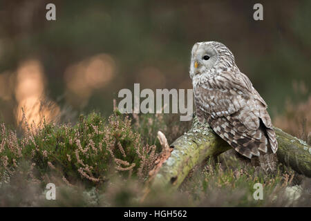 Ural Owl ( Strix uralensis ), appollaiato su un vecchio pezzo di legno in terra aperta, all'alba, pioggia leggera, vista dal retro. Foto Stock