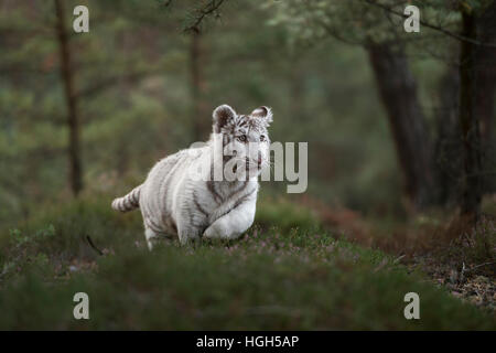 Royal tigre del Bengala ( Panthera tigris ), bianco morph, corre veloce, saltando attraverso una foresta naturale a basso punto di vista. Foto Stock