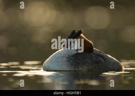 Svasso maggiore (Podiceps cristatus ) appoggiata, dormendo mentre nuoto rilassato, ma ancora attento, guardando. Foto Stock